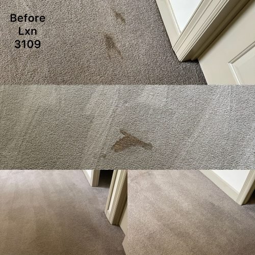 services carpet cleaning